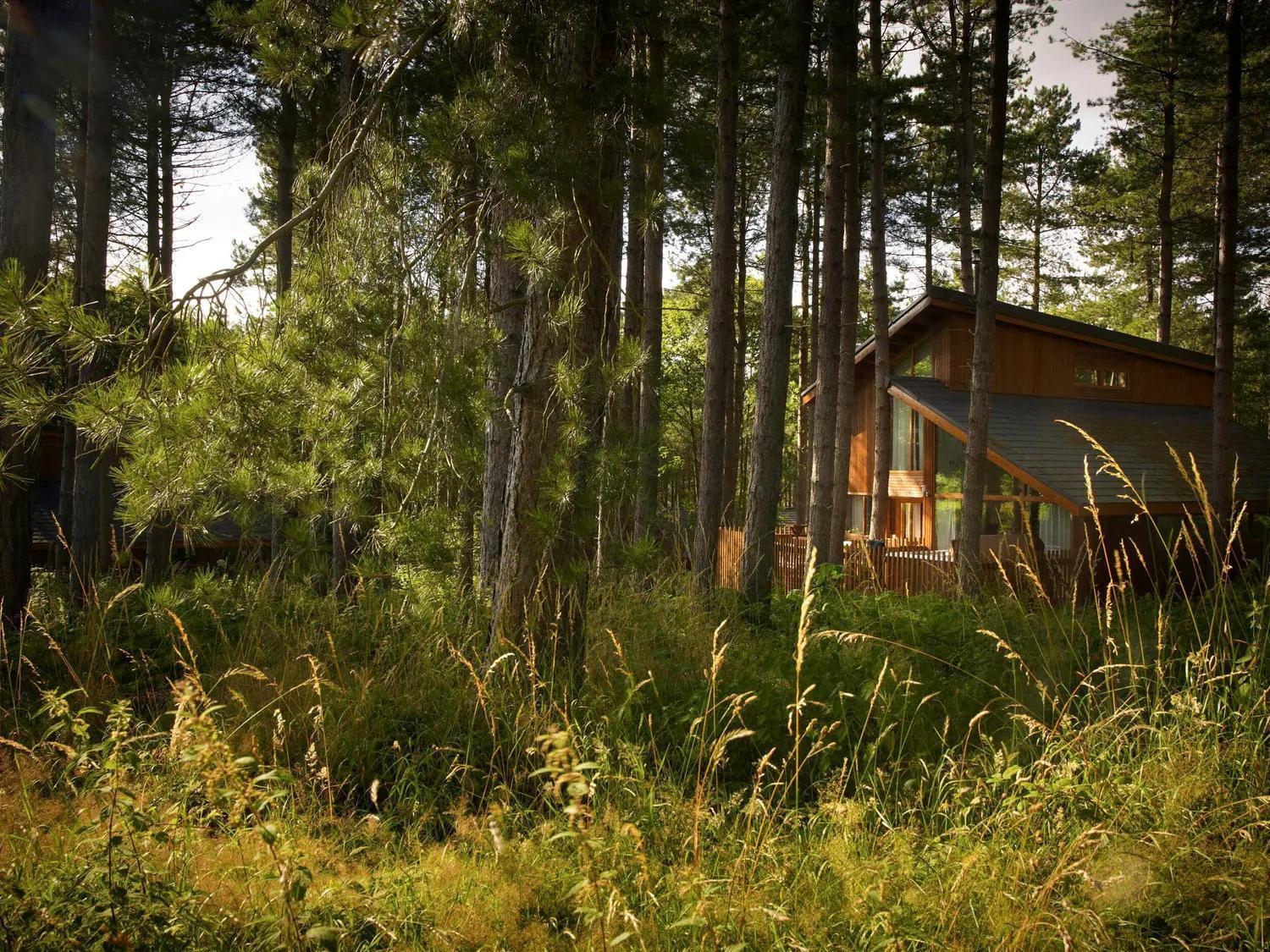 Blackwood Forest Cabins - Forest Holidays Popham Eksteriør billede