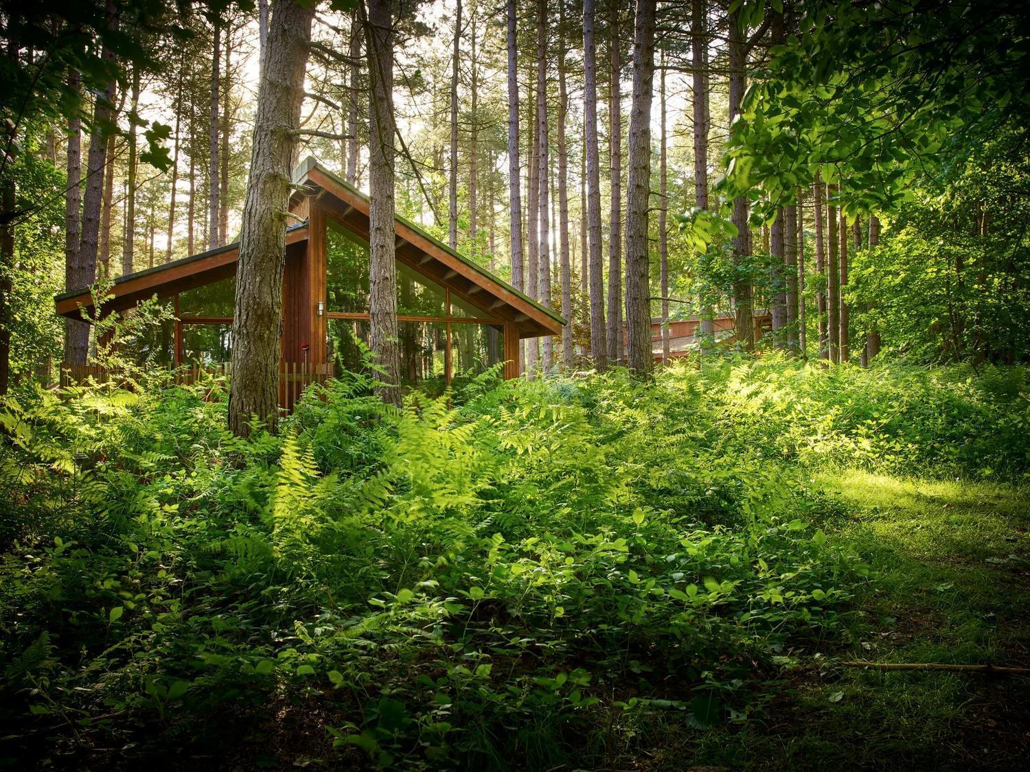Blackwood Forest Cabins - Forest Holidays Popham Eksteriør billede