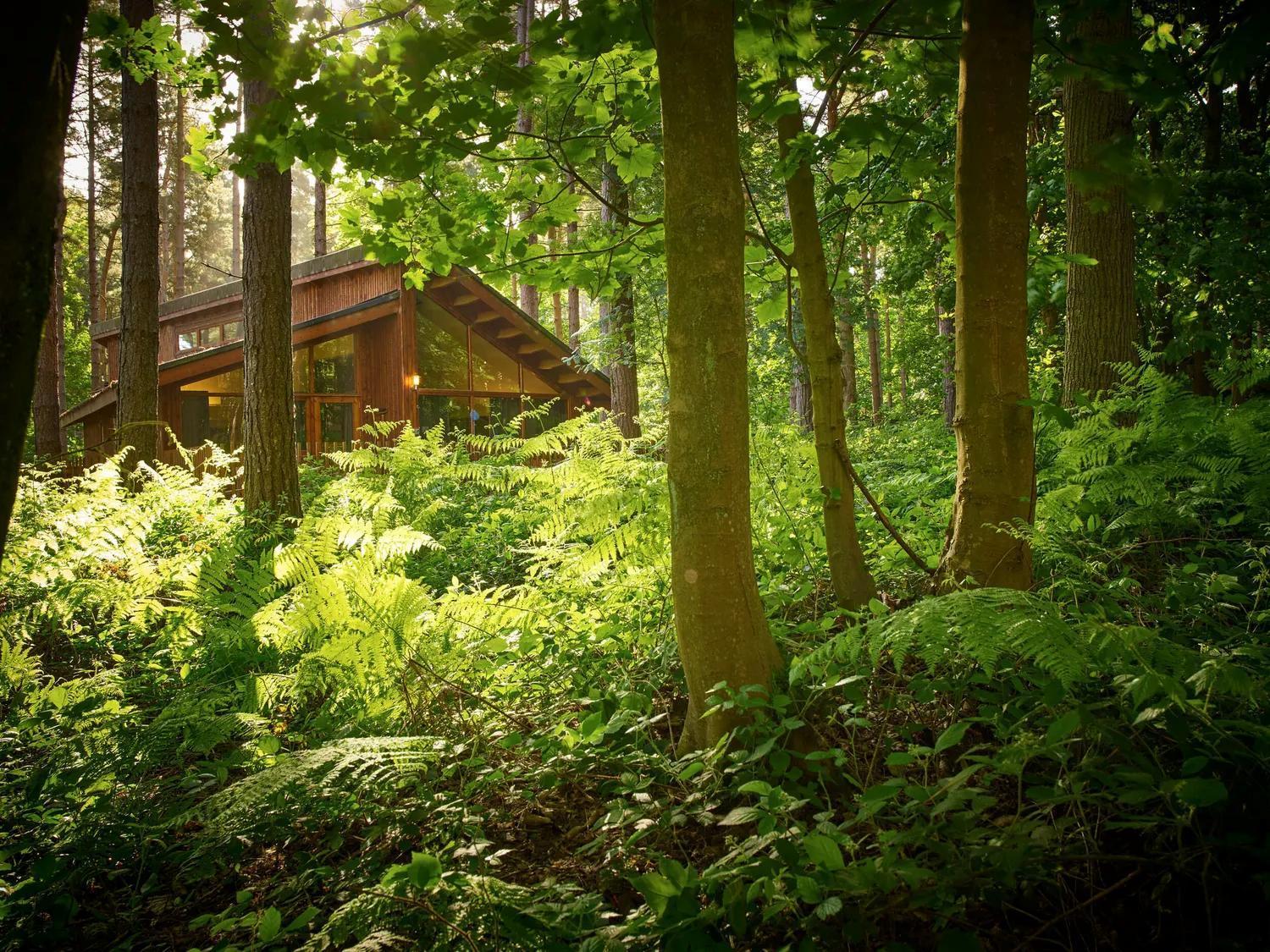Blackwood Forest Cabins - Forest Holidays Popham Eksteriør billede