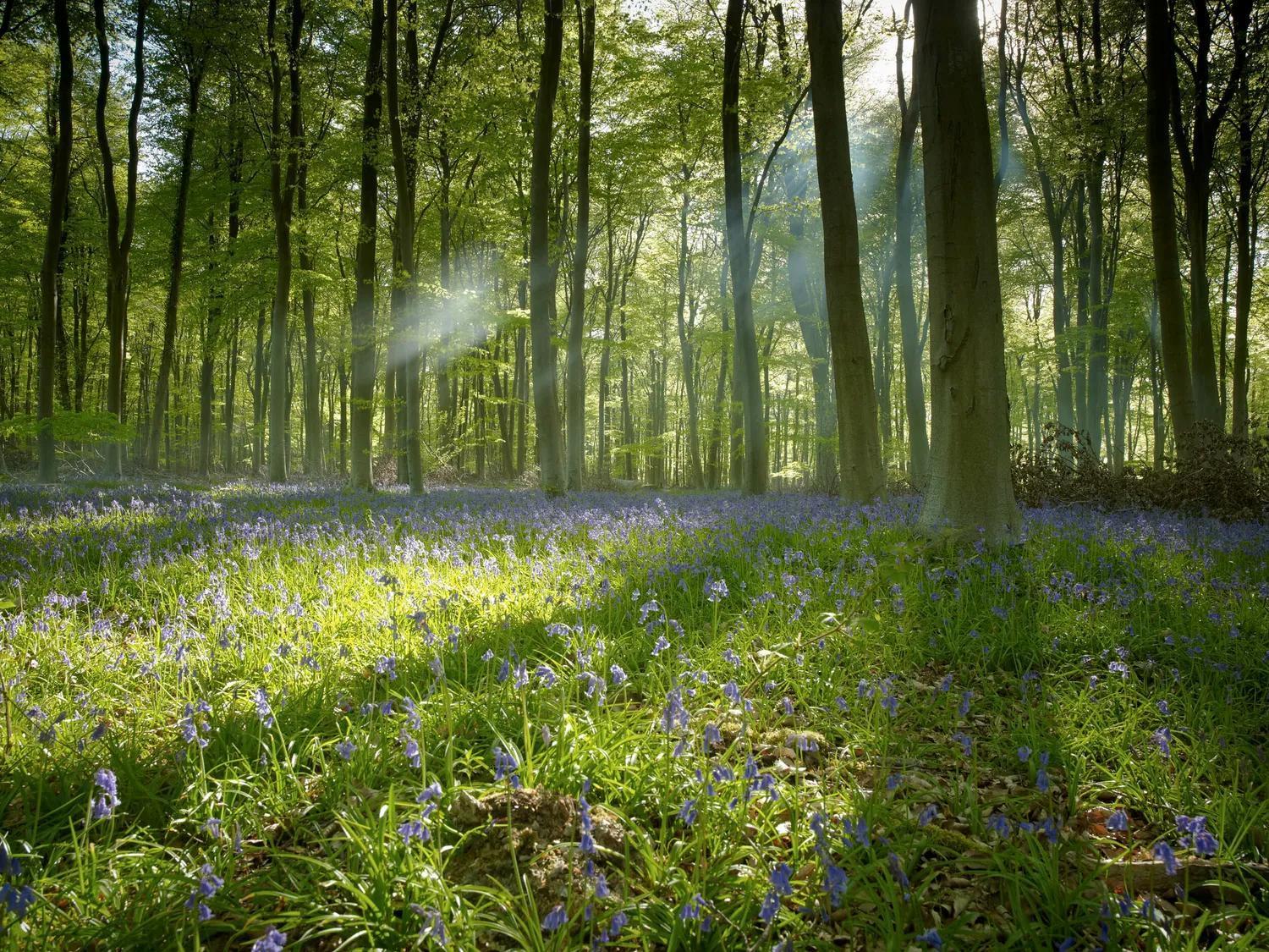 Blackwood Forest Cabins - Forest Holidays Popham Eksteriør billede
