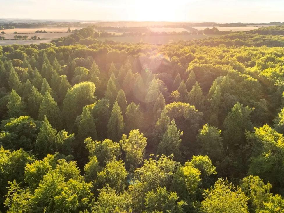 Blackwood Forest Cabins - Forest Holidays Popham Eksteriør billede