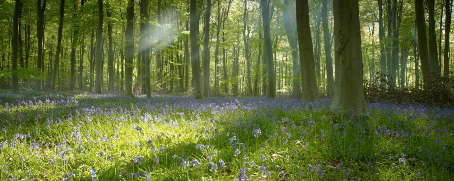 Blackwood Forest Cabins - Forest Holidays Popham Eksteriør billede